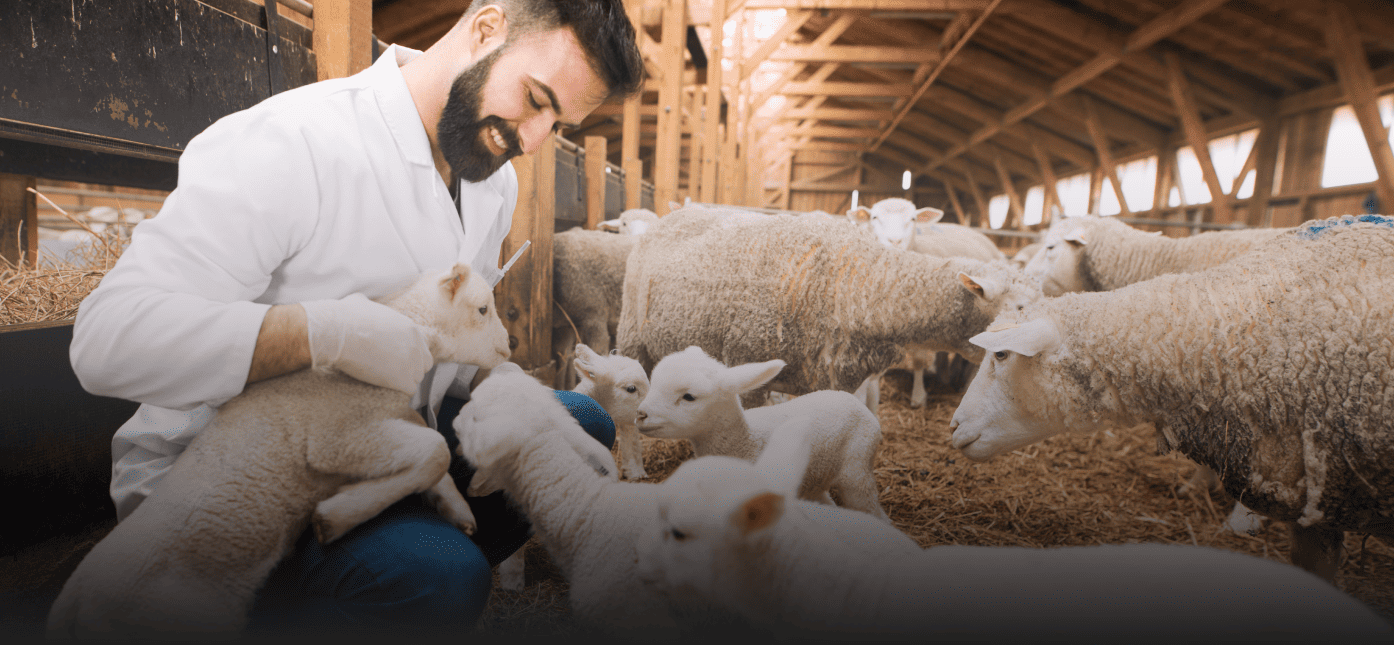 Animal husbandry