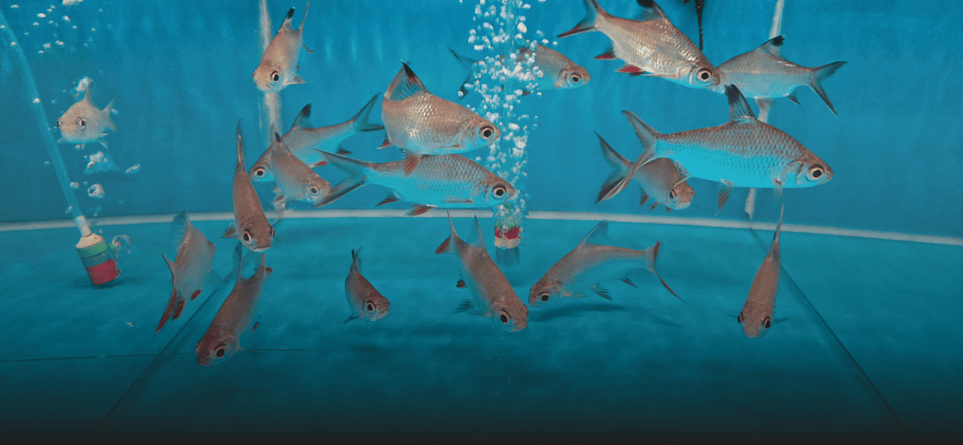 Fishery