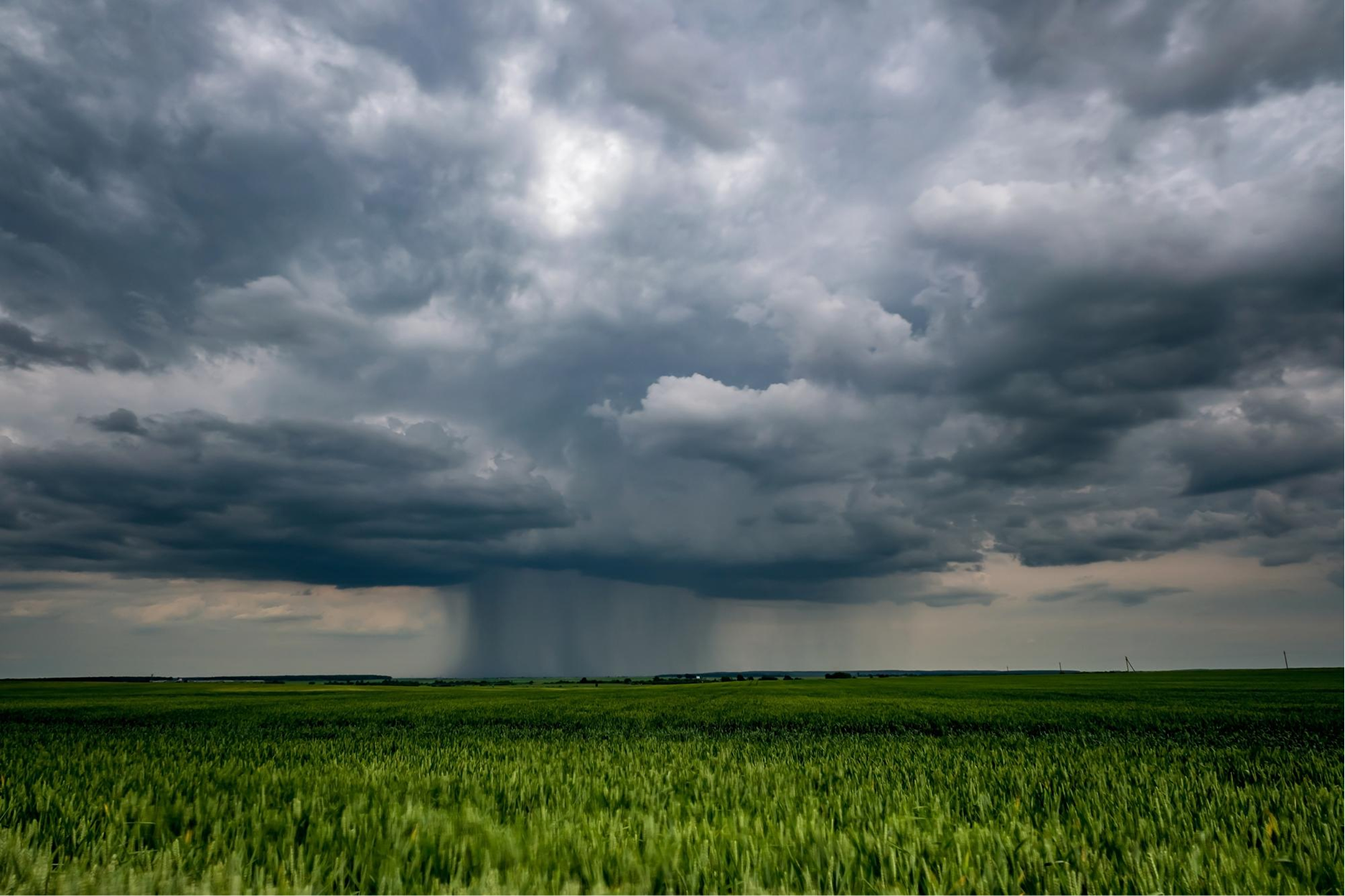 Optimizing essential oil crop production with automated weather monitoring
